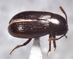 Attēlu rezultāti vaicājumam “Leiodidae”