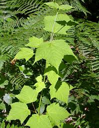 Attēlu rezultāti vaicājumam “Acer rufinerve”