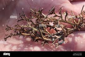 Attēlu rezultāti vaicājumam “Cetraria ericetorum”