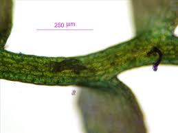 Attēlu rezultāti vaicājumam “Cladopodiella francisci macro”