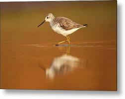 Attēlu rezultāti vaicājumam “Tringa stagnatilis”