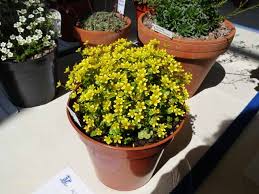 Attēlu rezultāti vaicājumam “Saxifraga cymbalaria flower”