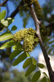 Attēlu rezultāti vaicājumam “Gleditsia triacanthos flower”
