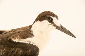 Image result for Onychoprion fuscatus