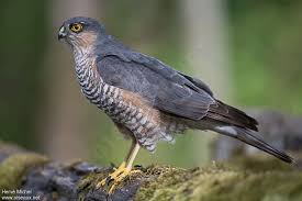 Attēlu rezultāti vaicājumam “Accipiter nisus male”