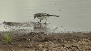 Attēlu rezultāti vaicājumam “Motacilla alba juvenile”