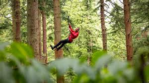 Image result for Go Ape! Whinlatter