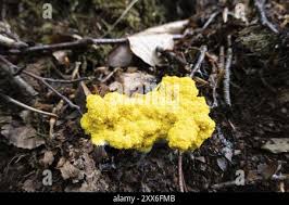 Attēlu rezultāti vaicājumam “Physarum decipiens”