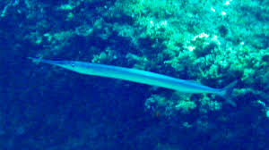 Image result for Belone belone