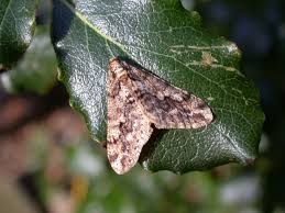 Attēlu rezultāti vaicājumam “Agriopis leucophaearia”