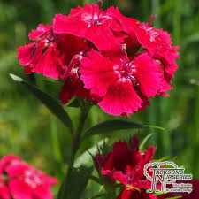 Attēlu rezultāti vaicājumam “Dianthus deltoides flower”