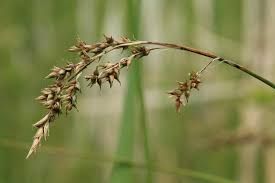 Attēlu rezultāti vaicājumam “Carex appropinquata”