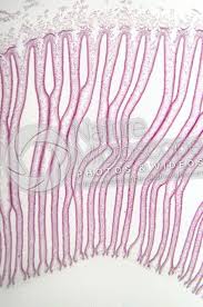 Attēlu rezultāti vaicājumam “Coprinus sp.”