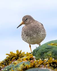 Attēlu rezultāti vaicājumam “Calidris maritima”