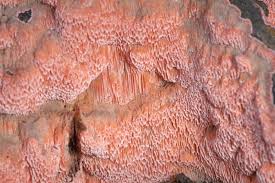 Attēlu rezultāti vaicājumam “Rhodonia placenta”