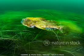 Image result for Myoxocephalus scorpius