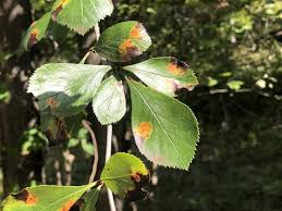 Attēlu rezultāti vaicājumam “Crataegus persimilis leaf”