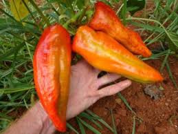 Afbeeldingsresultaat voor aconcagua sweet pepper