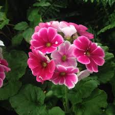 Image result for Primula obconica