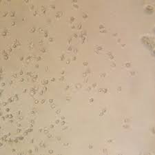 Attēlu rezultāti vaicājumam “Didymium serpula young”