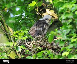 Attēlu rezultāti vaicājumam “Buteo buteo nest”