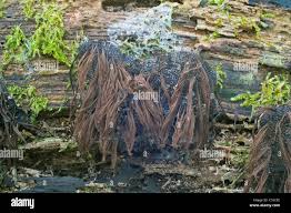 Attēlu rezultāti vaicājumam “Stemonitis lignicola”