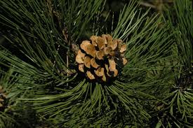 Attēlu rezultāti vaicājumam “Pinus nigra”