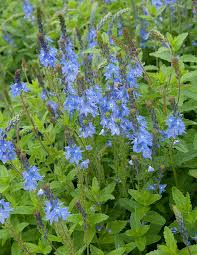 Attēlu rezultāti vaicājumam “Veronica austriaca subsp. teucrium”