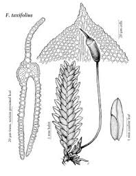 Attēlu rezultāti vaicājumam “Fissidens”