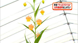 「ソニア・パレス」の画像検索結果