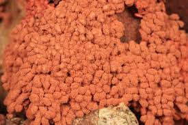 Attēlu rezultāti vaicājumam “Arcyria affinis”