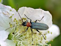 Attēlu rezultāti vaicājumam “Oedemera croceicollis”
