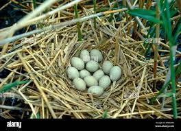Attēlu rezultāti vaicājumam “Fulica atra eggs”