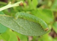 Attēlu rezultāti vaicājumam “Pristiphora maesta”