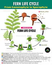 Attēlu rezultāti vaicājumam “sporophyte”