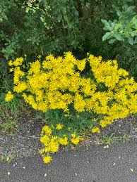 Attēlu rezultāti vaicājumam “Jacobaea vulgaris flower”