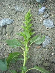 Attēlu rezultāti vaicājumam “Amaranthaceae”