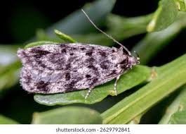 Attēlu rezultāti vaicājumam “Oecophoridae”