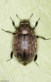 Attēlu rezultāti vaicājumam “Byrrhidae”