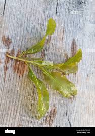 Attēlu rezultāti vaicājumam “Potamogeton lucens”