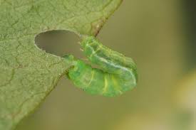 Attēlu rezultāti vaicājumam “Anticollix sparsata”