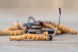 Attēlu rezultāti vaicājumam “Cordyceps”