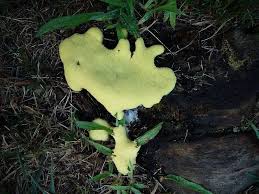 Attēlu rezultāti vaicājumam “Brefeldia maxima young”