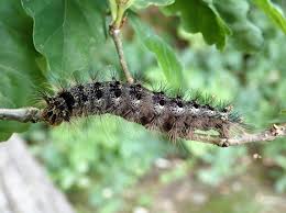 Attēlu rezultāti vaicājumam “Lymantria dispar larva”