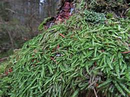 Attēlu rezultāti vaicājumam “Plagiothecium latebricola macro”