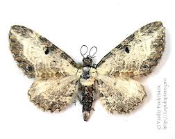 Attēlu rezultāti vaicājumam “Eupithecia succenturiata”