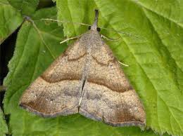 Attēlu rezultāti vaicājumam “Hypena proboscidalis”