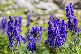 Attēlu rezultāti vaicājumam “Aconitum napellus”