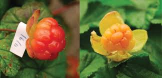 Attēlu rezultāti vaicājumam “Rubus chamaemorus fruit”