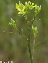 Attēlu rezultāti vaicājumam “Sisymbrium altissimum leaf”